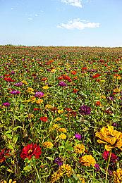 策略游戏《血战西部2》今日登陆Steam及GOG